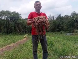 Adopsi Food Estate, Kelompok Tani Bulu Bolon Panen Bawang Merah