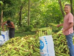 Adopsi Food Estate, Kelompok Tani Bulu Bolon Panen Jagung Manis