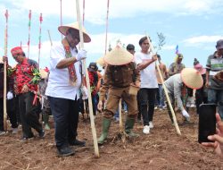 Pj Bupati Mura bersama Direktur Perlindungan Perkebunan Lakukan Penanaman Perdana Padi Gogo