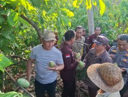 Gubernur Kalteng Kunjungi Petani Kakao di Murung Raya