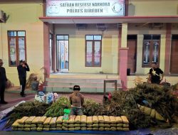 Ladang Ganja Dua Hektare di Bireuen Digerebek, 154 Kg Siap Edar Disita Polisi!