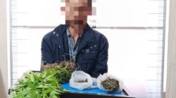 Polisi Temukan Ladang Ganja di Bener Meriah, Petani 45 Tahun Kini Jadi Tersangka
