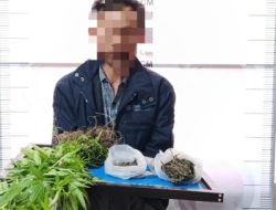 Polisi Temukan Ladang Ganja di Bener Meriah, Petani 45 Tahun Kini Jadi Tersangka