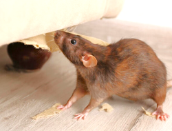 Tips Jitu Mengusir Tikus Dari Rumah, Dijamin Hilang Selamanya