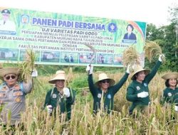 Bupati Optimis Varietas Padi Lokal Mampu Wujudkan Swasembada Pangan di Murung Raya