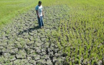 Kemarau Berulang, Respons Pemkab Aceh Besar Disorot: Petani Minta Solusi Nyata Atasi Krisis Air